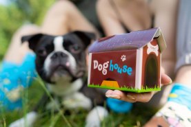 Doghouse Sockenbox, 2 Paar Baumwollsocken, Socken mit Hundemuster, Rainbow Socken