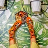 Wild Animals Socks Box