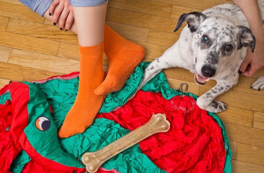 What are bamboo socks – a person wearing orange socks, accompanied by a dog